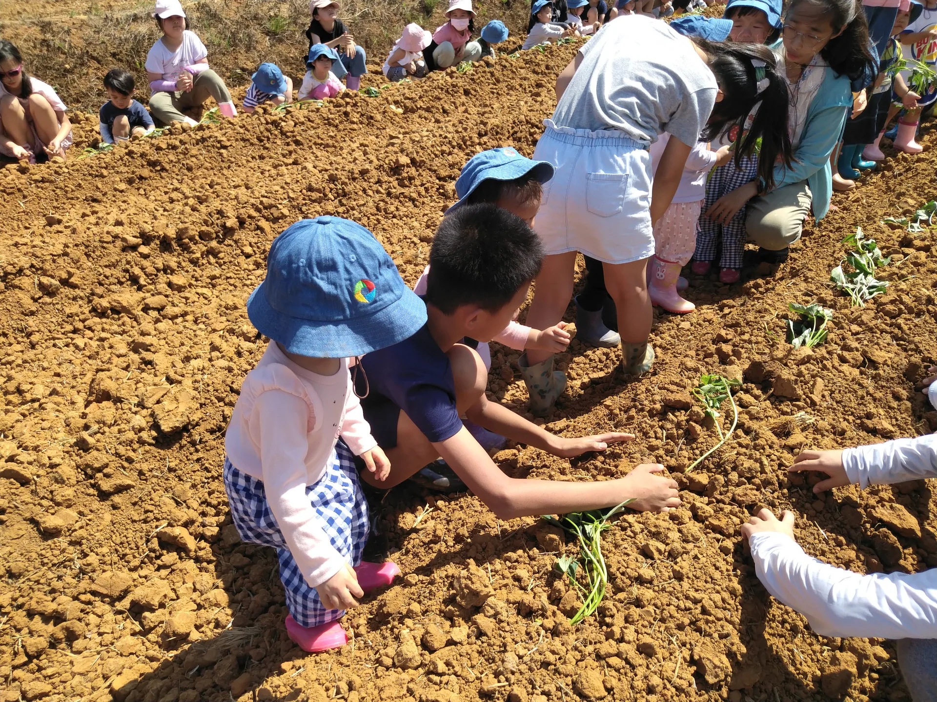 幼兒園小朋友嘗試種番薯。鍾鳳珠提供