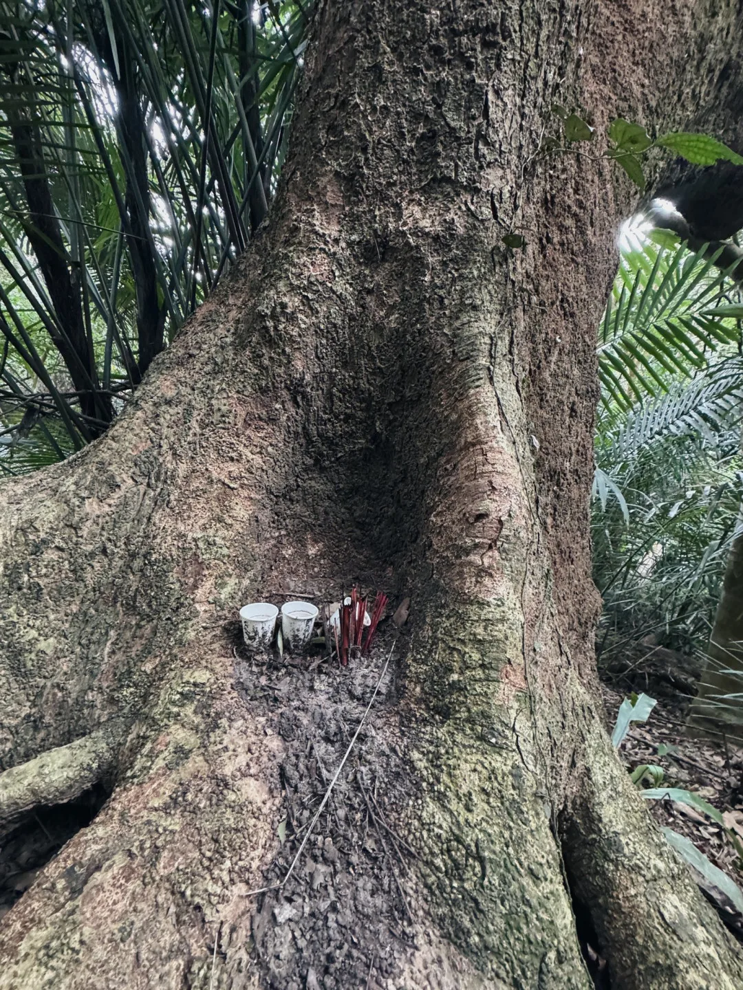 位於新竹縣峨眉鄉的樹頭伯公。滾回家工作室提供