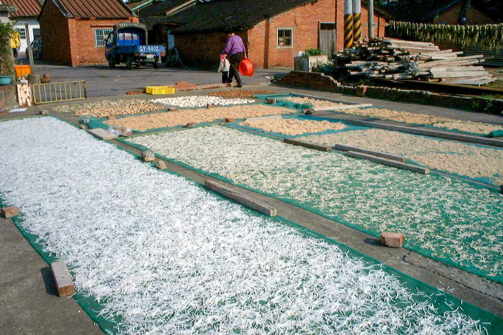 這是天時坪「搶地盤」的陣仗，比速度也比誰的醃漬功夫最到位。徐彩雲攝