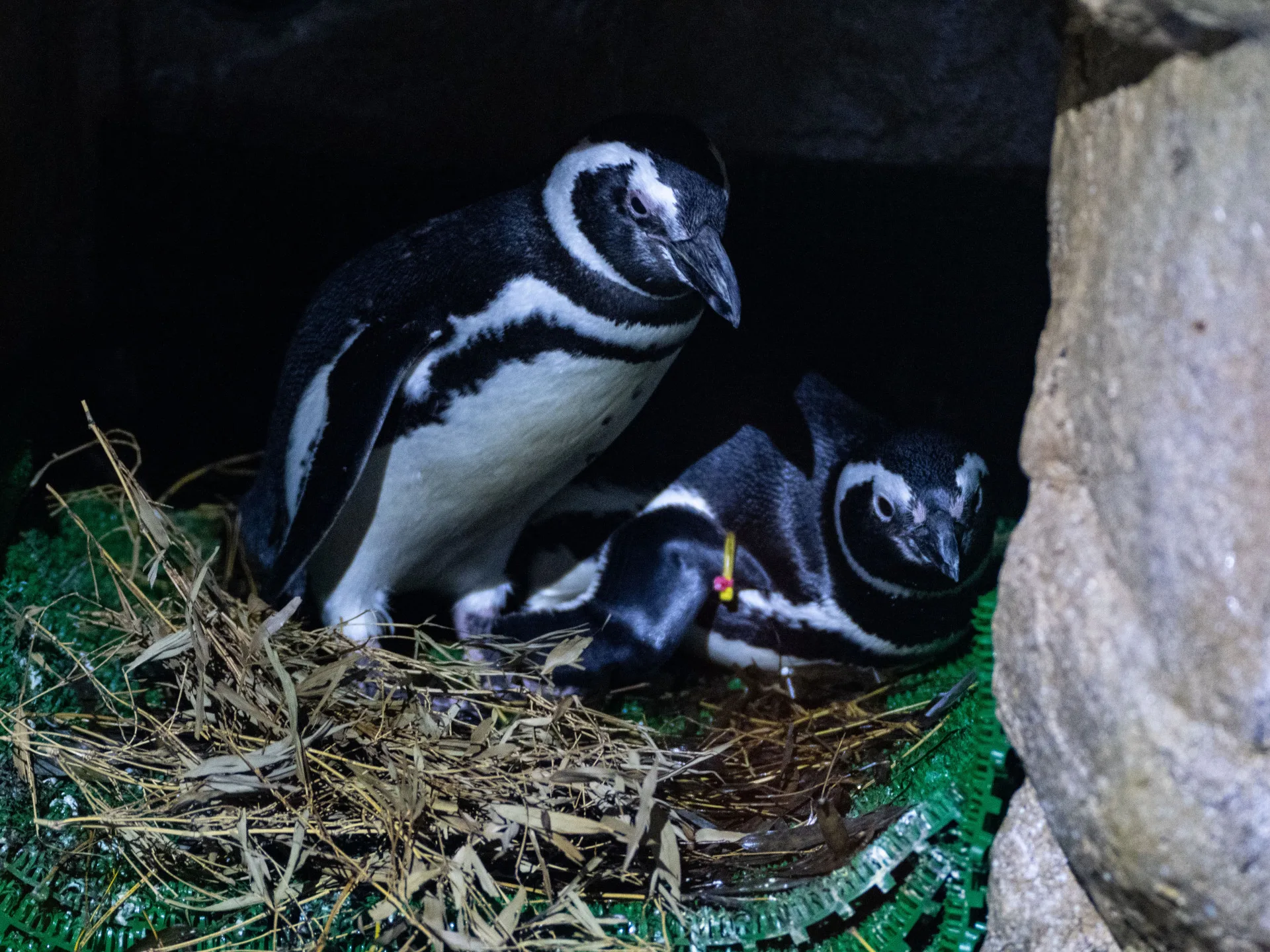 台中海洋館內的麥哲倫企鵝。台中海洋館提供