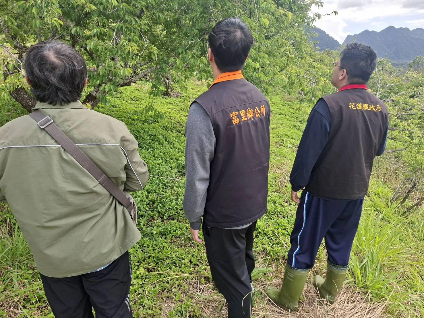 農政單位現勘富里鄉梅園，確認農損約三成。花蓮縣府提供