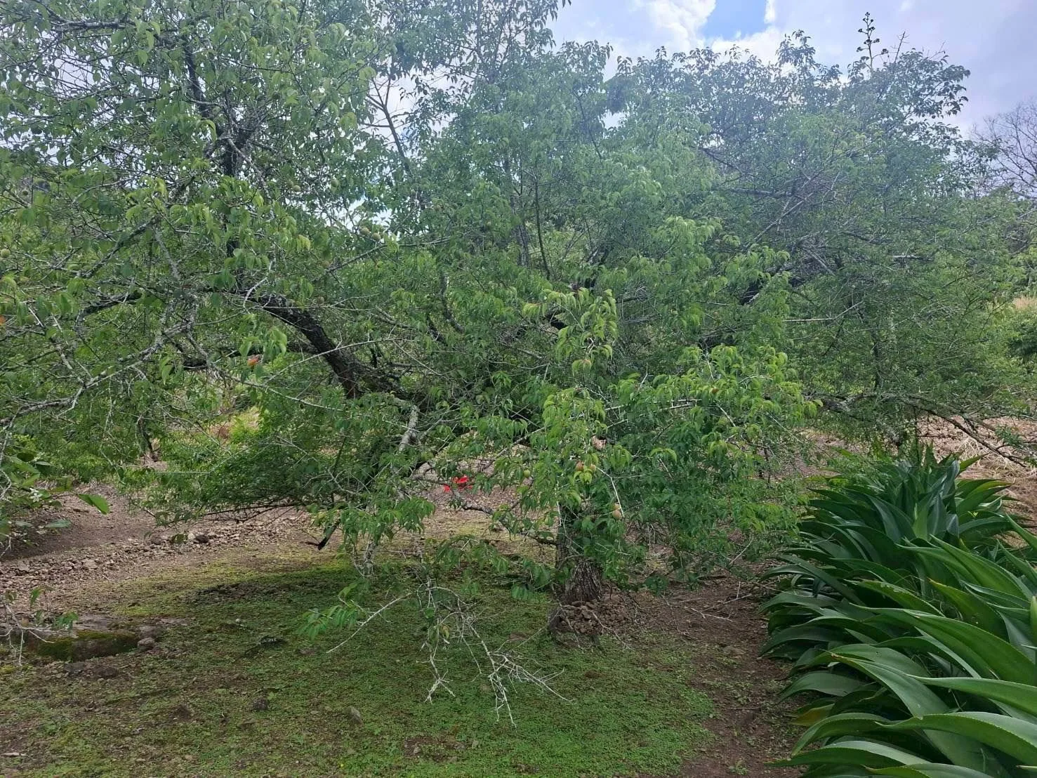 花蓮富里梅園因降雨不足，梅樹著果不良。花蓮縣府提供