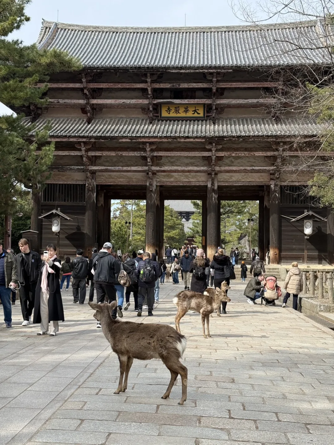 日本奈良公園鹿群疑似糧食不足,遷徙到大阪。圖為日本奈良鹿群。客新聞攝