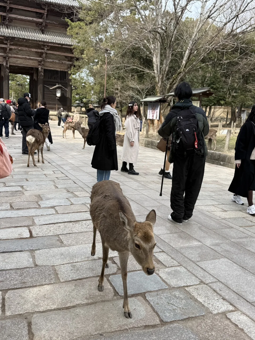 日本奈良公園鹿群傳出遷徙到大阪的事件。圖為日本奈良鹿群。客新聞攝