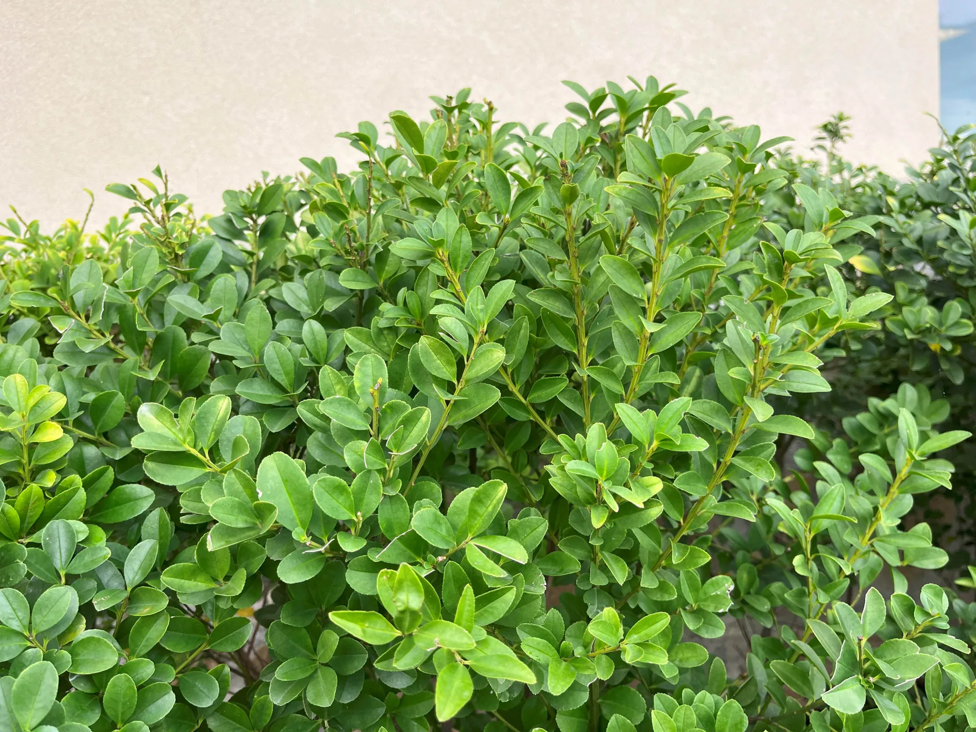 金平氏冬青。宜蘭分署拍攝