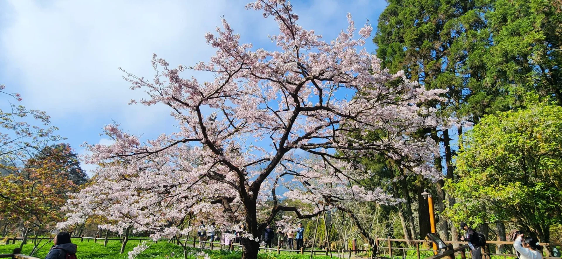 阿里山櫻王盛開。阿里山國家森林遊樂區提供
