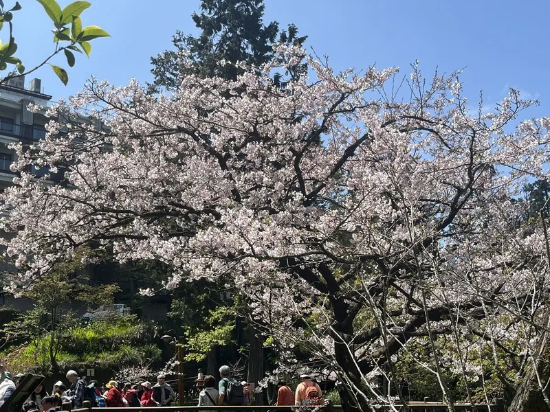 阿里山國家森林遊樂區位於林保署嘉義分署阿里山工作站前的「櫻王」染井吉野櫻24日盛開，進入最佳賞花期。蕭明學提供