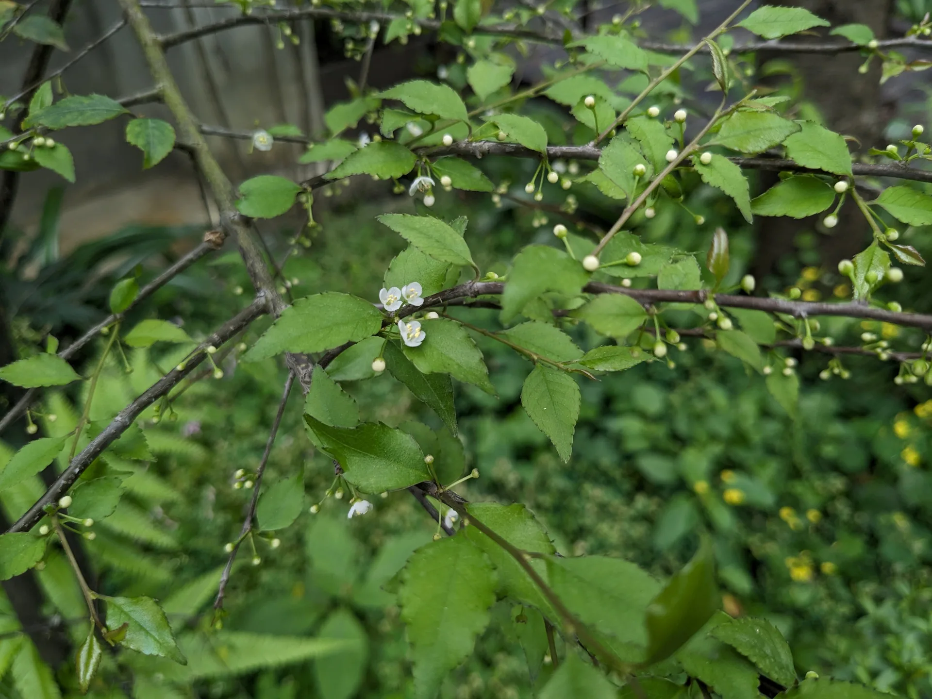 燈稱花。林保署臺中分署提供