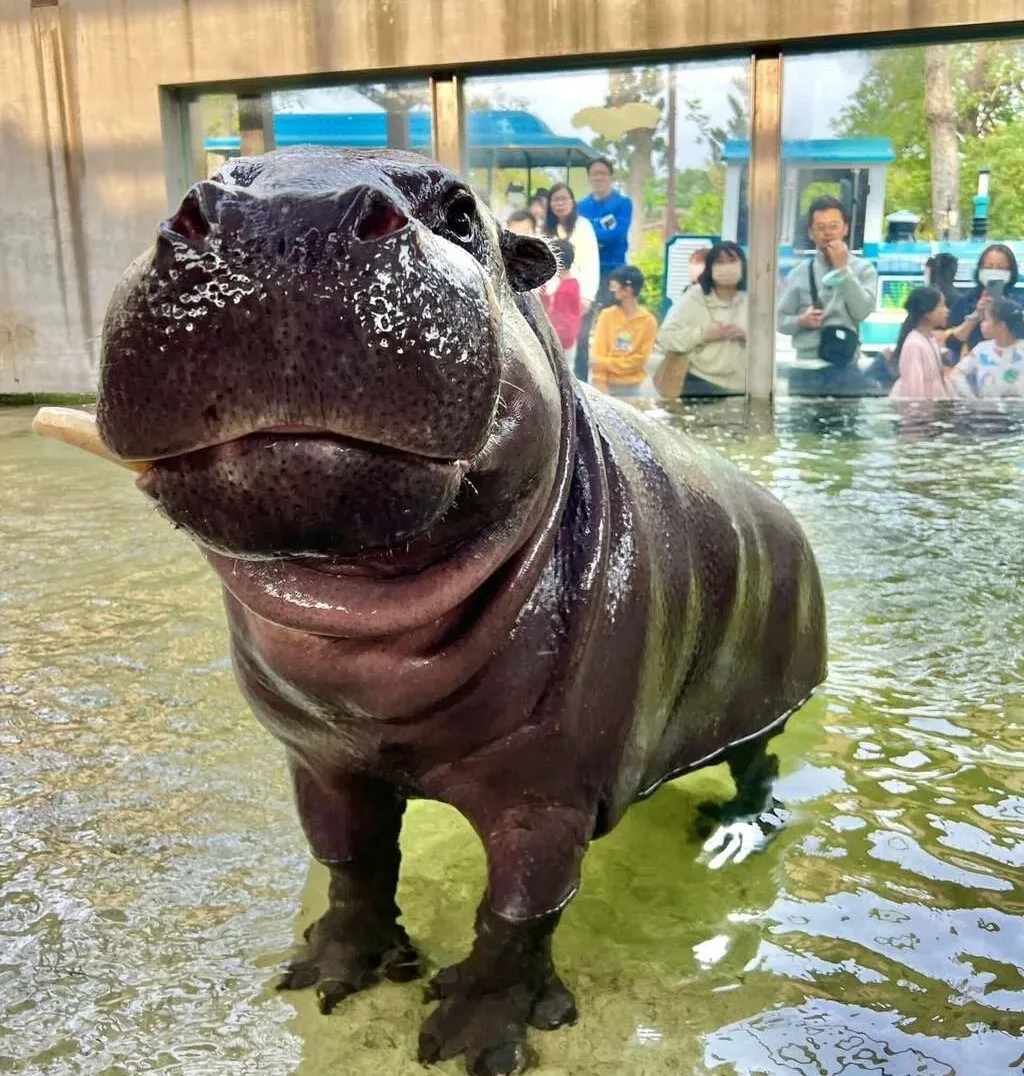 「不想長大」侏儒河馬。壽山動物園提供