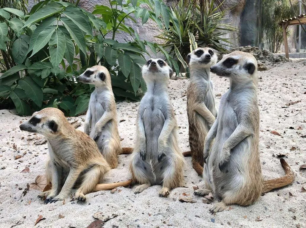 壽山動物園歡慶兒童節　12歲以下免費入園