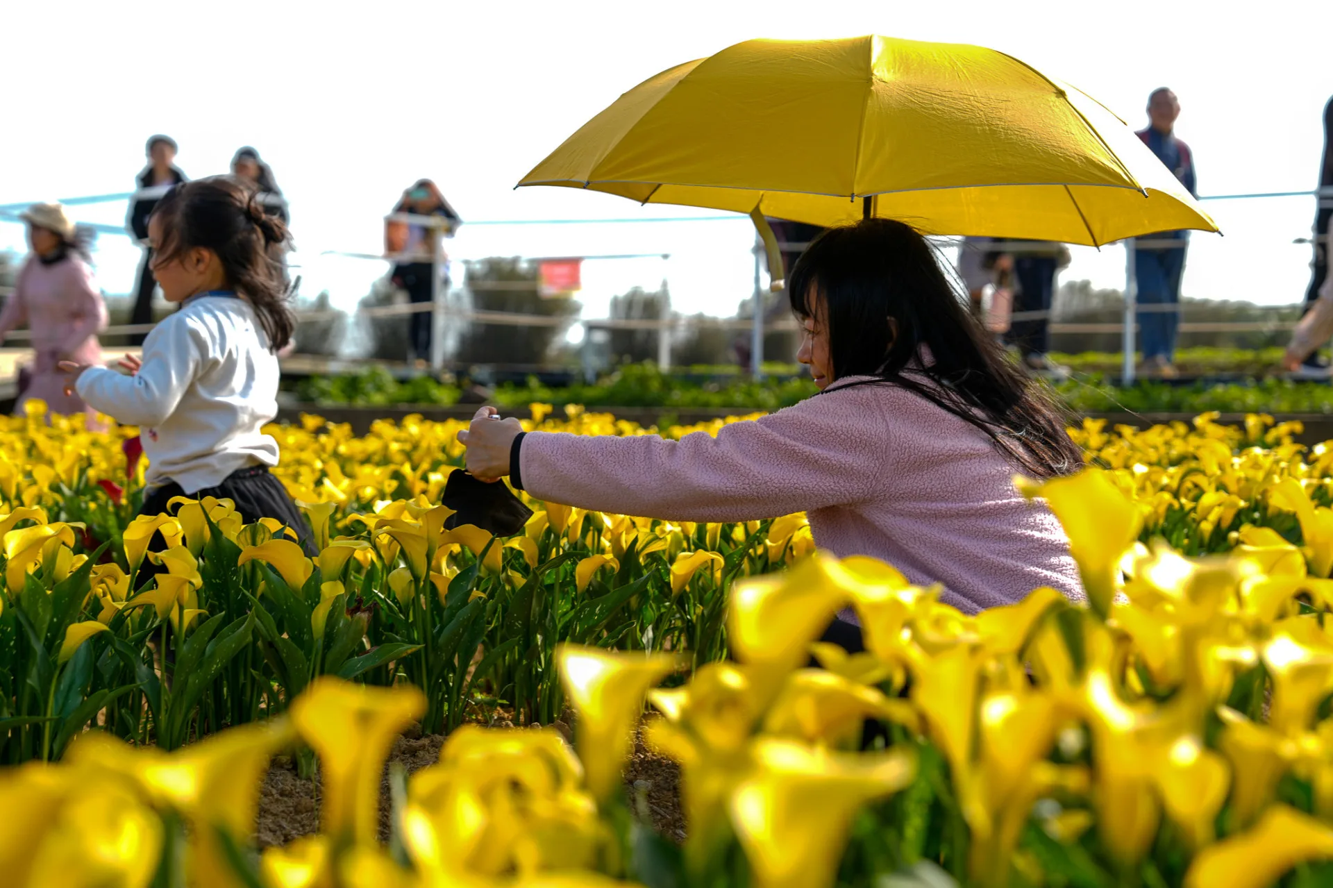 2025年桃園彩色海芋季盛況。翻攝臉書桃園彩色海芋季