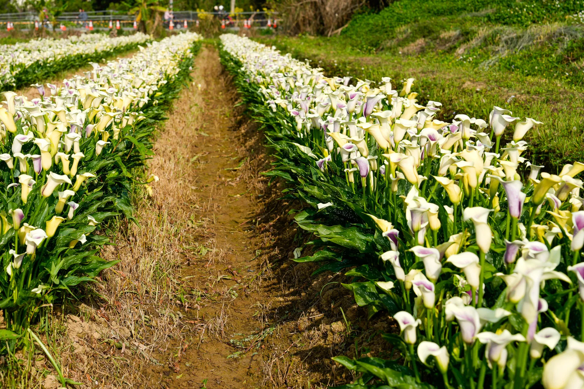 2026年桃園彩色海芋季活動在3月27日至4月12日登場，圖為2025年盛開花況。翻攝自桃園彩色海芋季臉書粉絲專頁