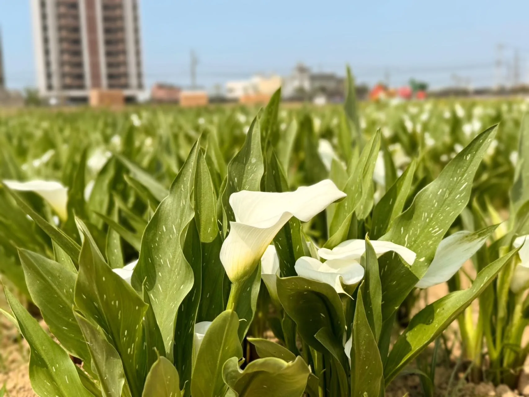 2026年桃園彩色海芋季活動在3月27日至4月12日登場，圖為2025年盛開花況。翻攝自桃園彩色海芋季臉書粉絲專頁