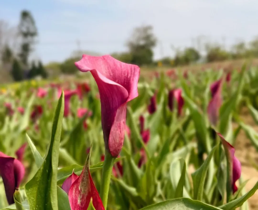 桃園彩色海芋季開跑　14品種、6萬5千株魔幻花海全面綻放