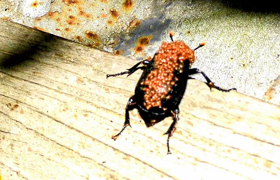 新竹縣北埔鄉冷泉附近，拍到的多張被恙蟎寄生的甲蟲照片。陳權欣攝