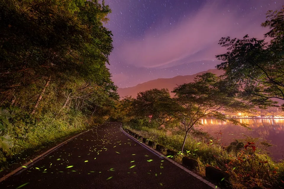 2025年鯉魚潭賞螢季，螢況。資料照，觀光署提供