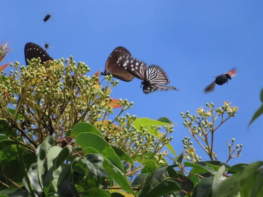 青陽農園蝴蝶飛舞。觀光署提供