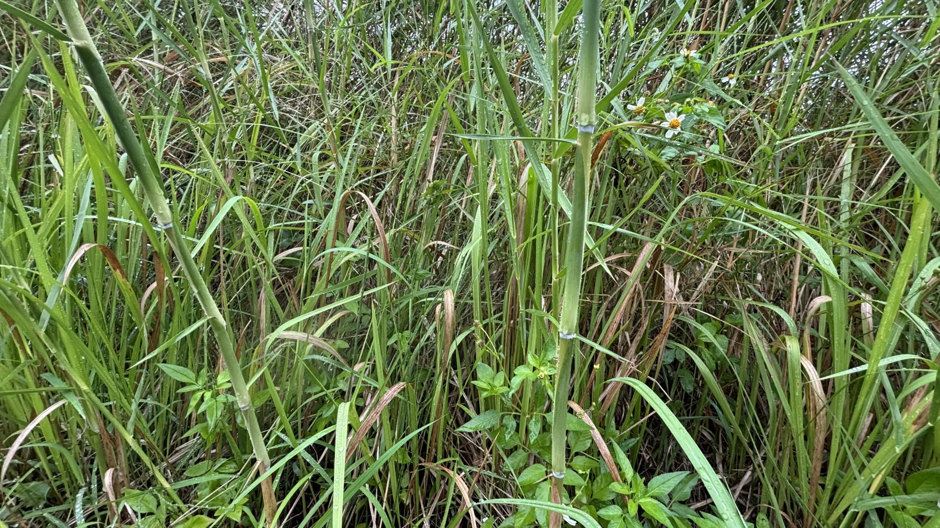 八音師傅到水邊採集蘆竹,經過曝曬、切割、修整等工序,才能製作出震動頻率極佳的嗩吶吹嘴。李慧宜攝