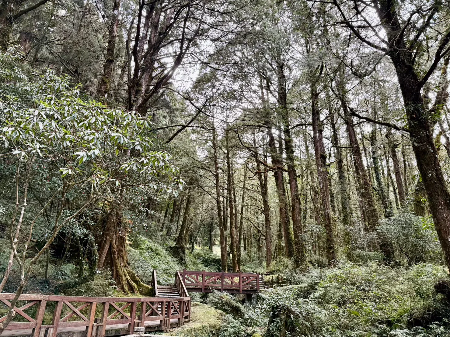 阿里山森林遊樂園。莊哲瑋提供