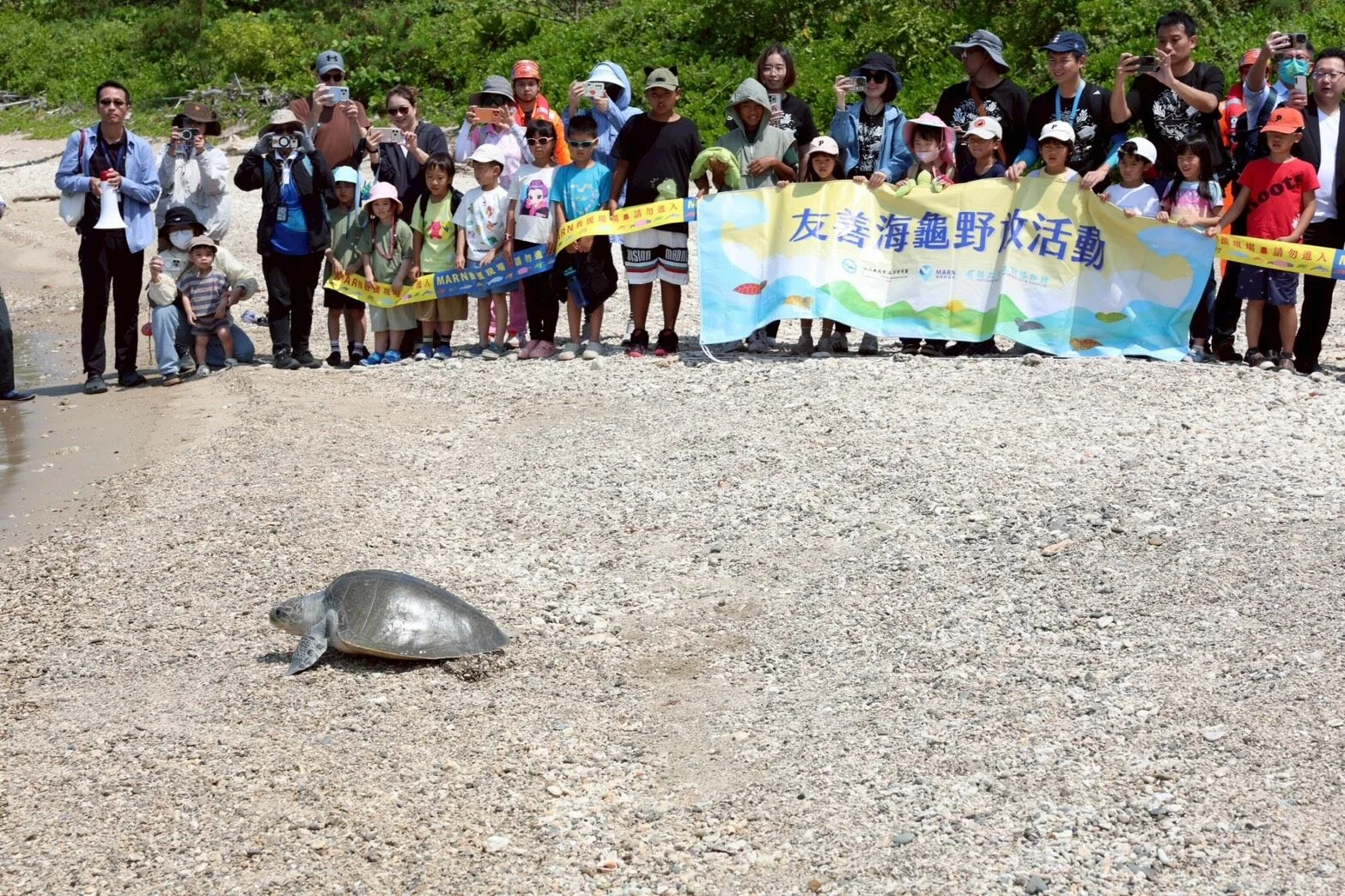 「第118隻海龜，回家」——纏網受傷2欖蠵龜重返大海