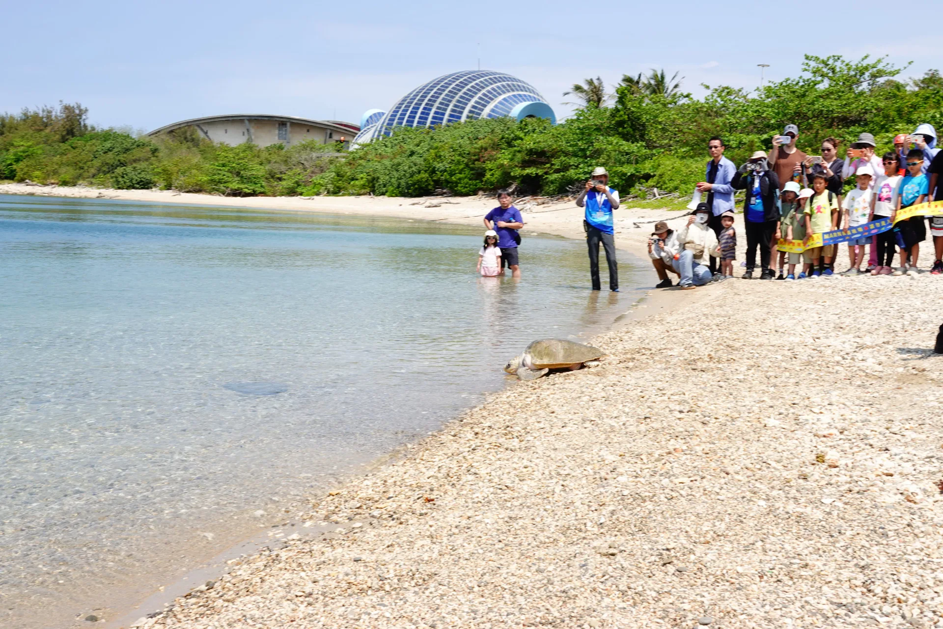 因拖網誤捕及廢棄網具纏繞受傷的2隻欖蠵龜,經過海巡救治與醫護照顧後,今(26)天在屏東後灣沙灘野放。
