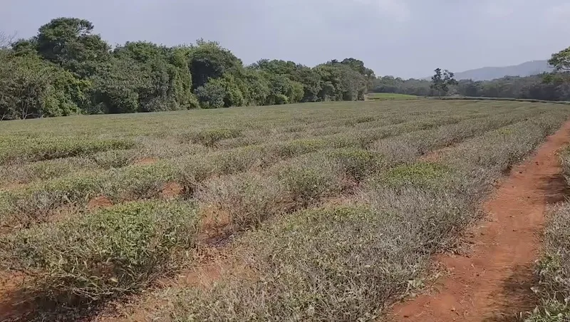 茶樹嚴重缺水造成延遲萌芽或無法萌芽，造成茶園大面積茶樹葉片乾枯情形。民眾提供