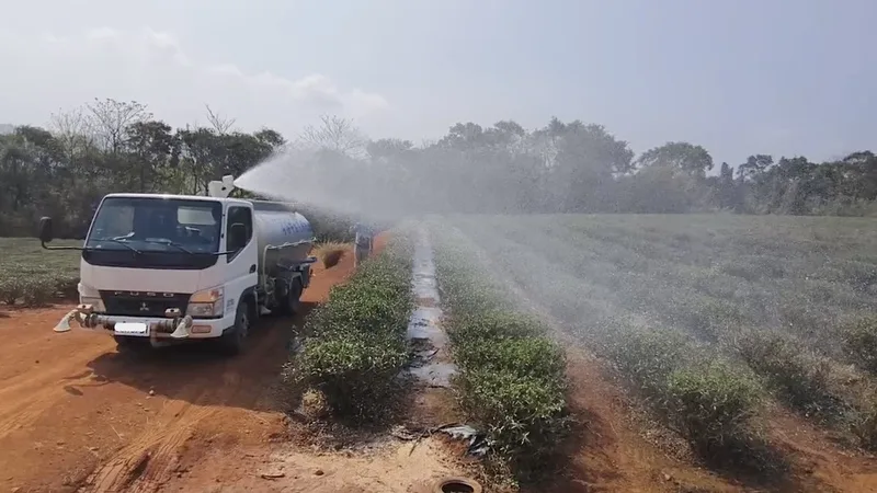 銅鑼茶園嚴重缺水，造成延遲萌芽或無法萌芽，茶農找水車來澆灌，避免茶樹乾枯。民眾提供