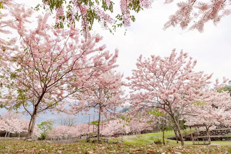 高雄六龜湯旅春遊季28日開跑　粉紅花旗木花海吸睛