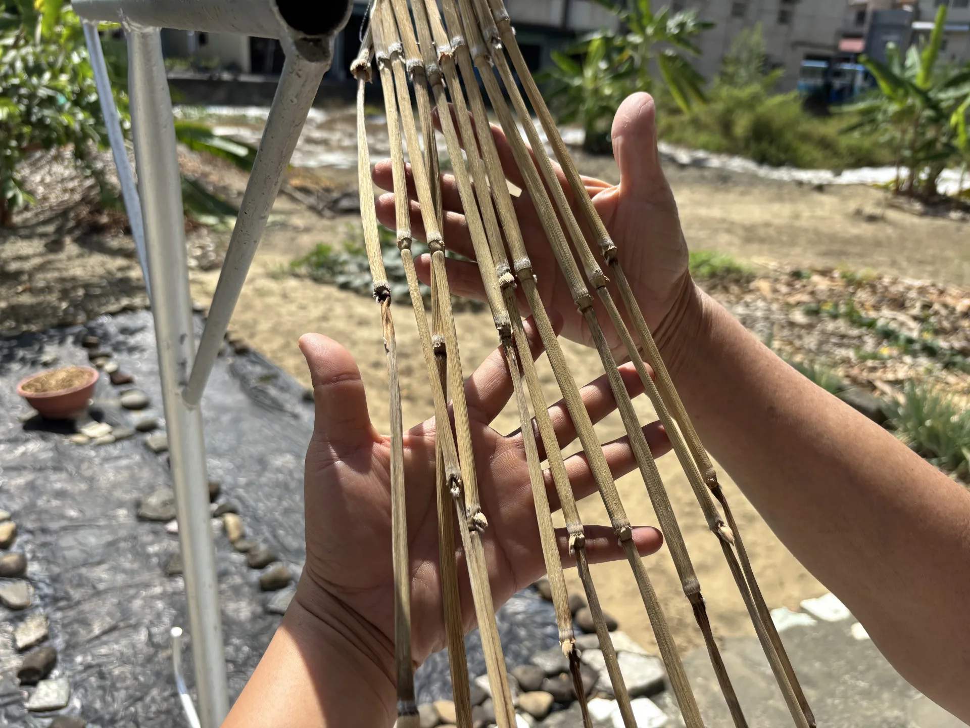 經過初步整理的蘆竹正在曝曬中。李慧宜攝