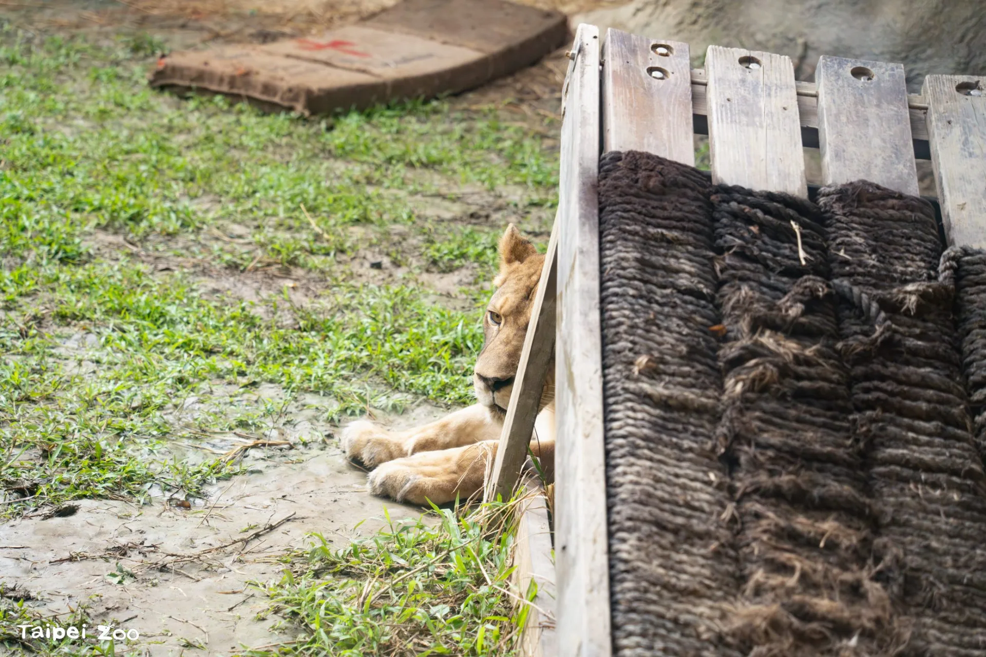 非洲動物區設有巨型「貓抓板」，提供獅子磨爪。台北市立動物園提供