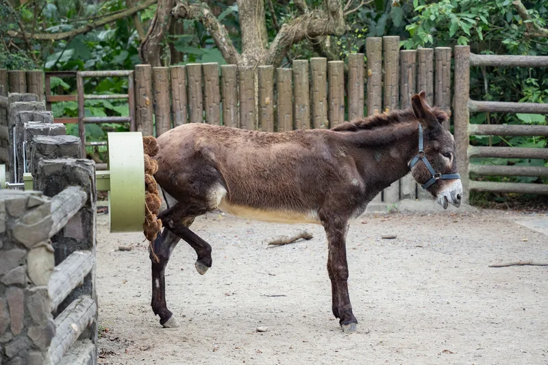 北市動物園兒童節優惠　國小以下學童免費入場