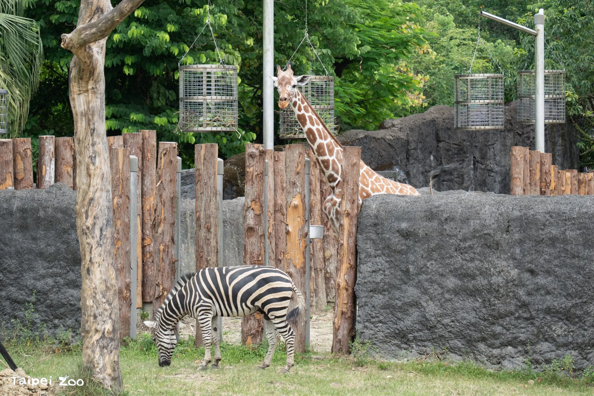 兒童節4月4日專屬優惠　北市動物園12歲以下免費逛