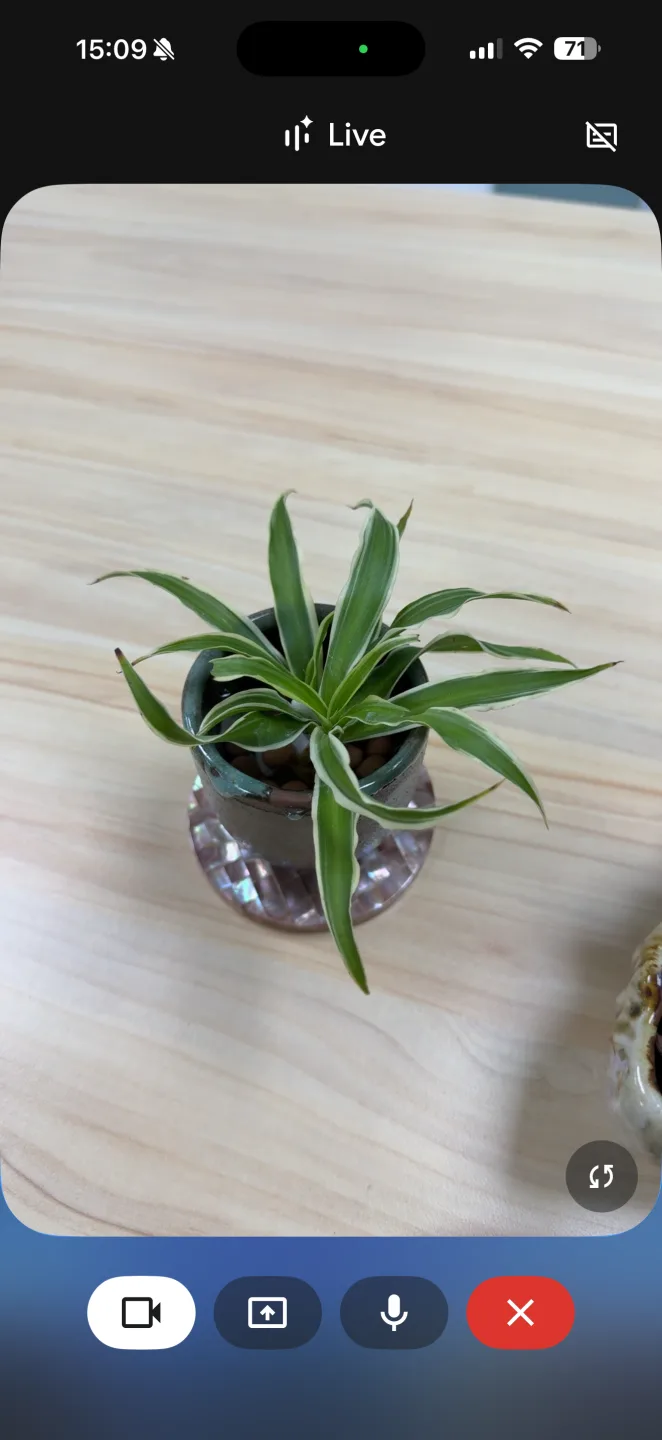 開啟Gemini Live用鏡頭對準盆栽後，它立刻說出：「這是條紋葉吊蘭。」客新聞攝