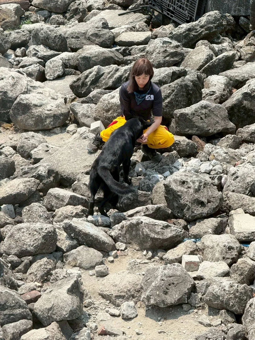本次成立的義消搜救犬隊採「任務編組」運作，目前共有13名成員，包含專業領犬員及通過評量的搜救犬。高雄市消防局提供