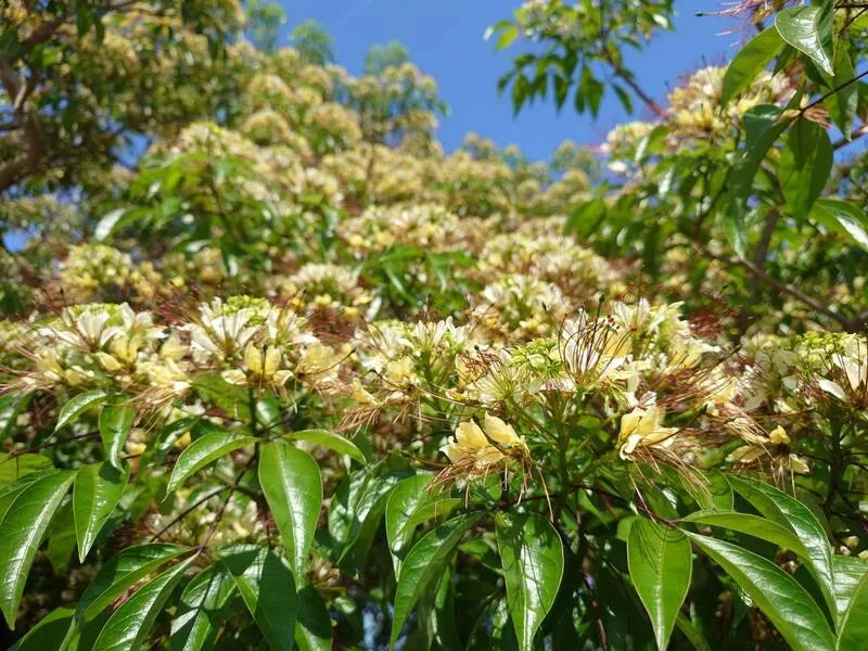本土植物棲地生態多樣性　雪霸處打造汶水原生植物園區