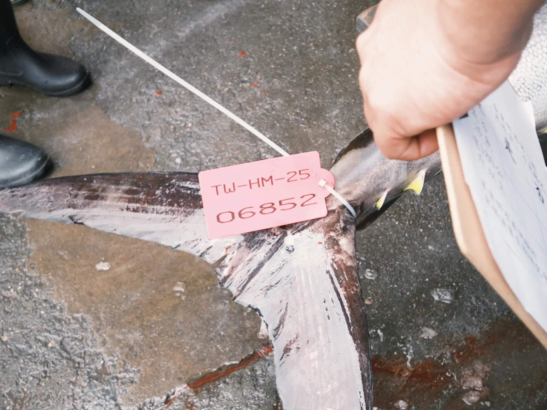 捕獲臺東第一尾黑鮪魚,縣府補助20萬獎勵金,活動自4月7日開跑。臺東縣政府提供