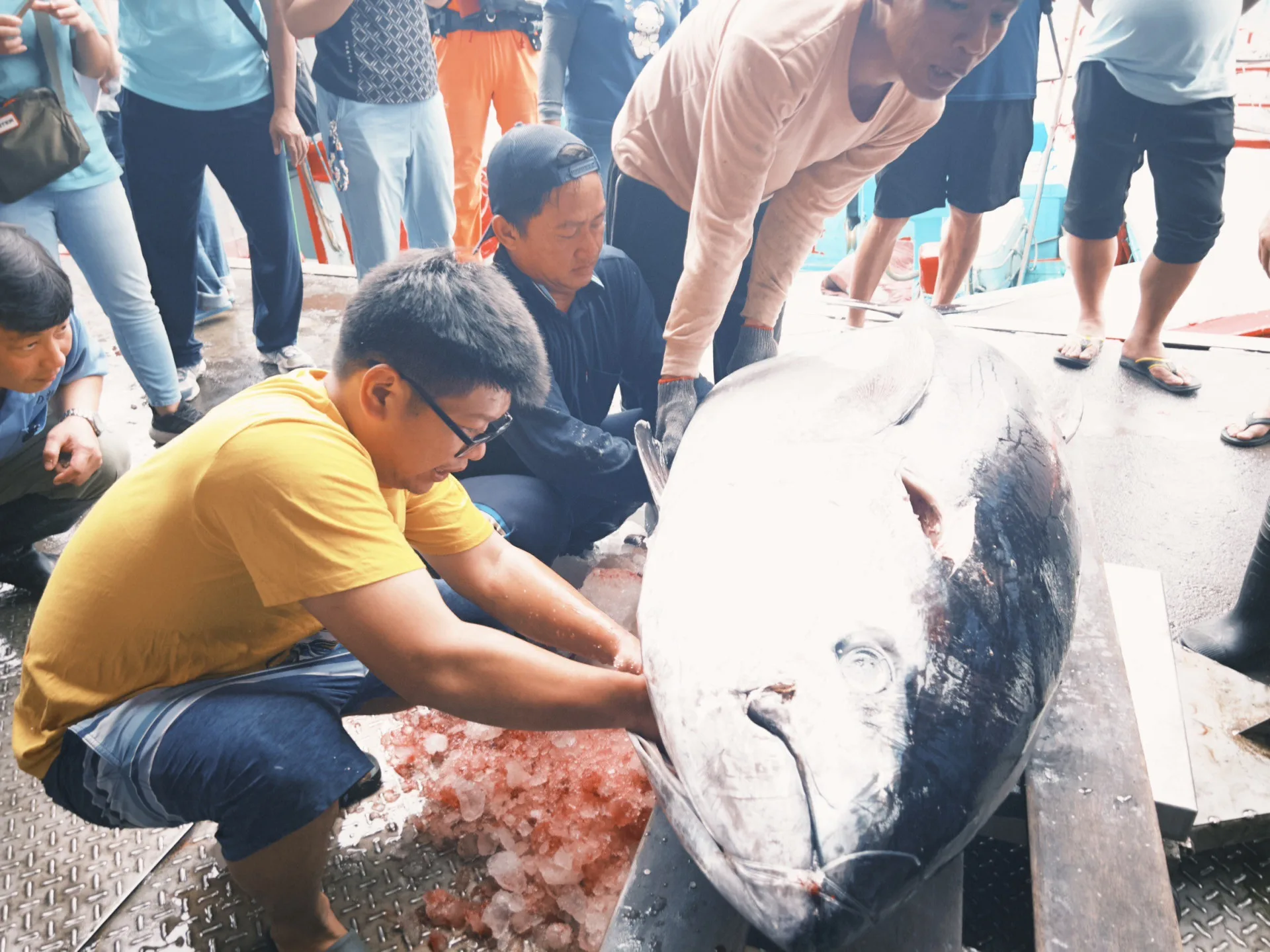 捕獲台東第一尾（鮪）　縣府獎勵20萬　4/7開跑