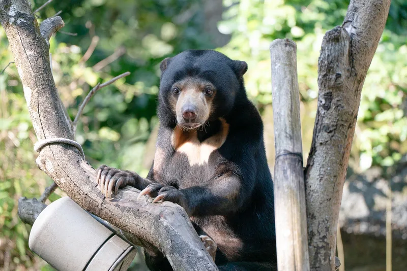 北市動物園最後2隻馬來熊赴北海道　助域外保育