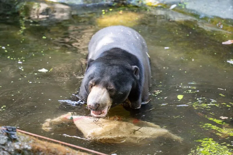 為助益東亞區域整體馬來熊域外保育，北市動物園馬來熊「熊霸」抵達有照護經驗的日本北海道札幌市円山動物園。北市動物園提供