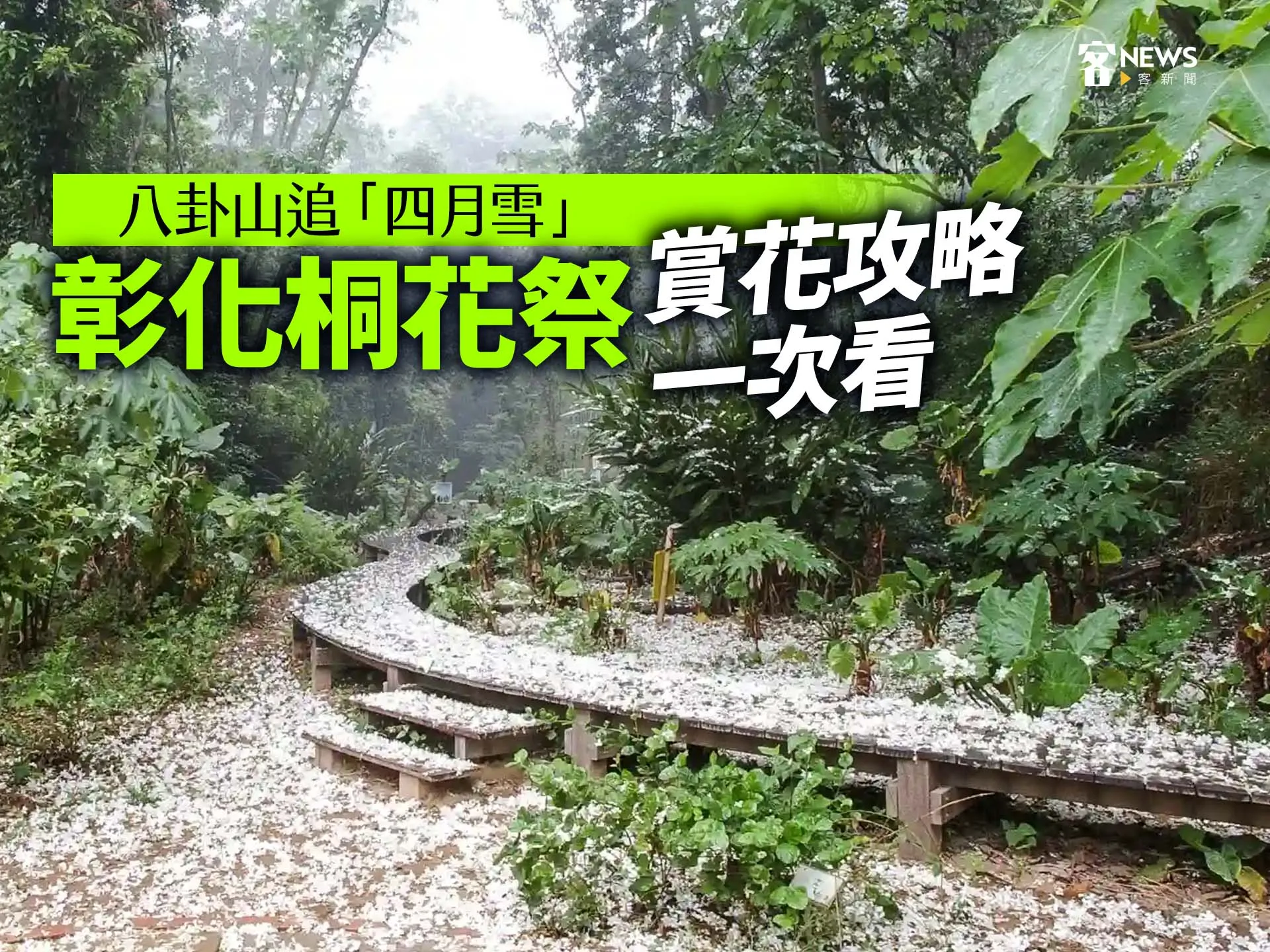 八卦山追「四月雪」　彰化桐花祭賞花攻略一次看
