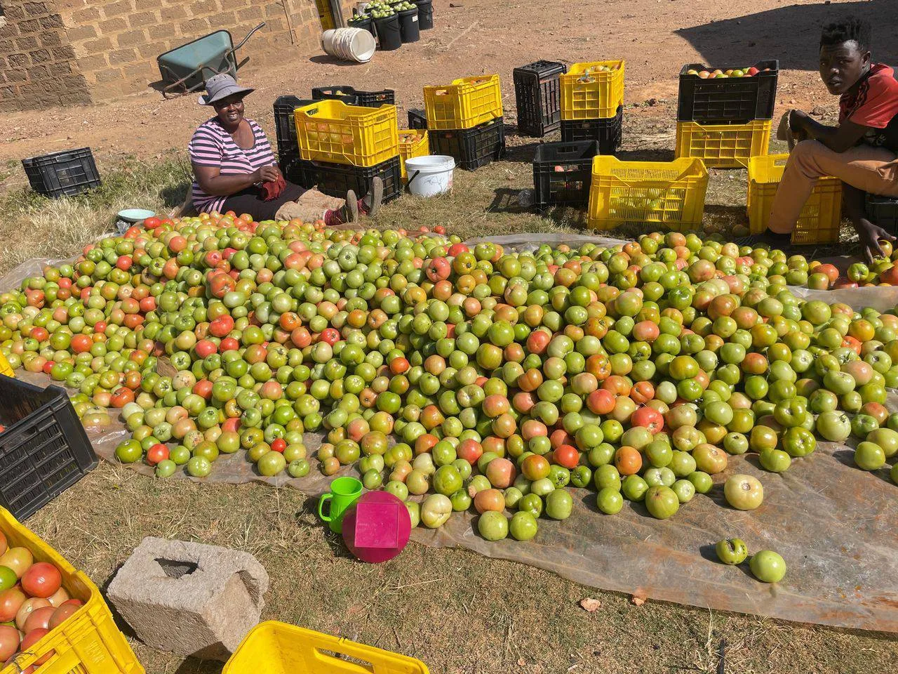 台灣非洲友邦史瓦帝尼王國受惠戶農民番茄豐收。國合會提供