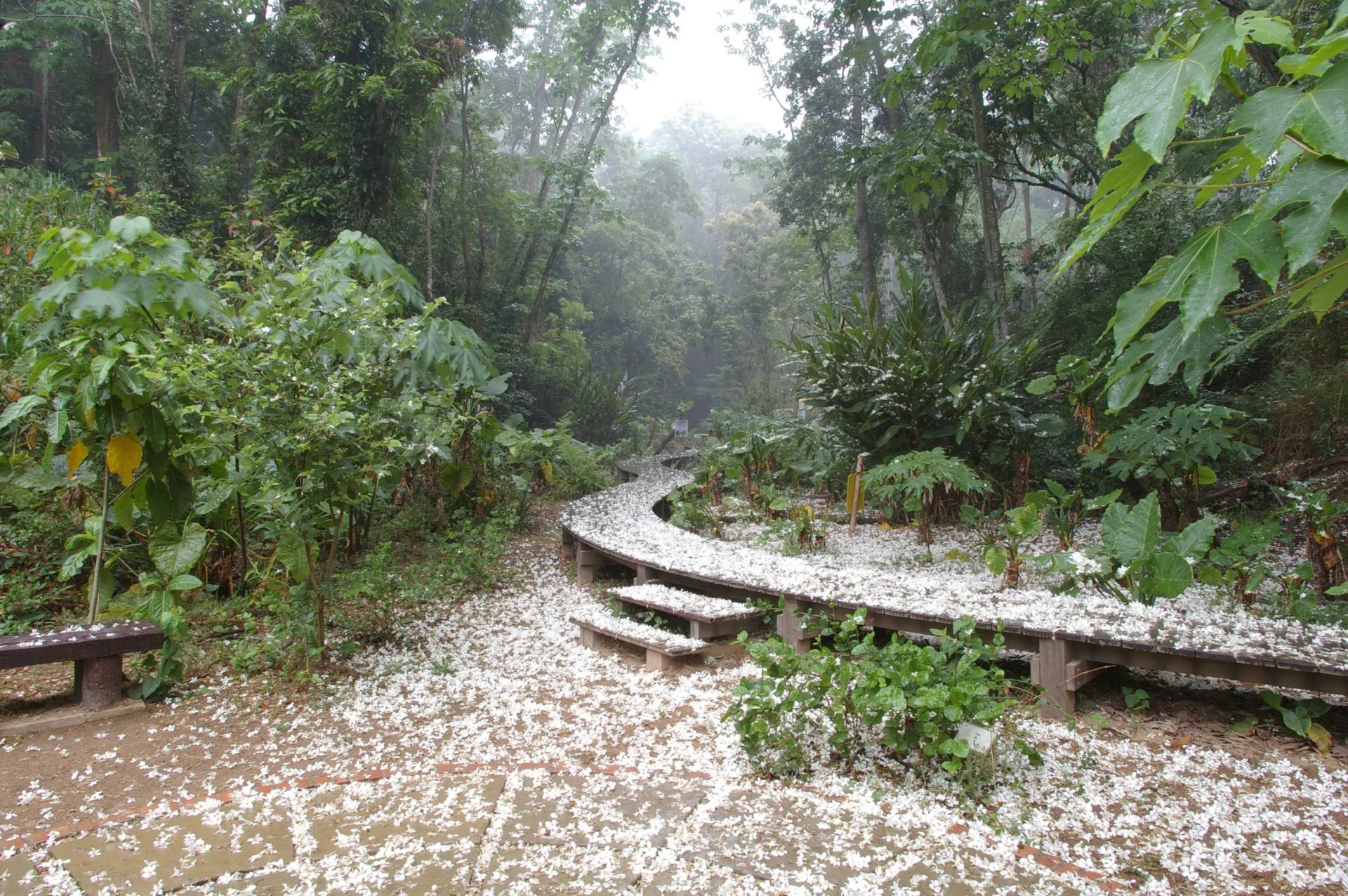 2026彰化桐花祭於4月18日至5月3日登場，串聯八卦山脈多處賞桐景點，邀請民眾走入山林健行賞花。彰化縣政府提供