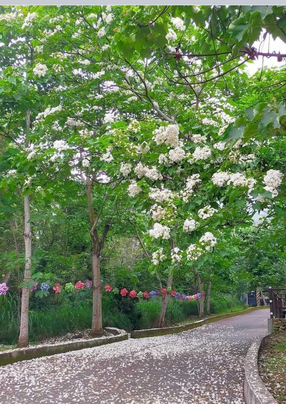 2026彰化桐花祭於4月18日至5月3日登場，串聯八卦山脈多處賞桐景點，邀請民眾走入山林健行賞花。彰化縣政府提供