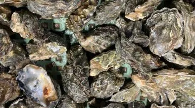 氣候變遷害日本養殖牡蠣大量死亡　廣島等產地陷入危機