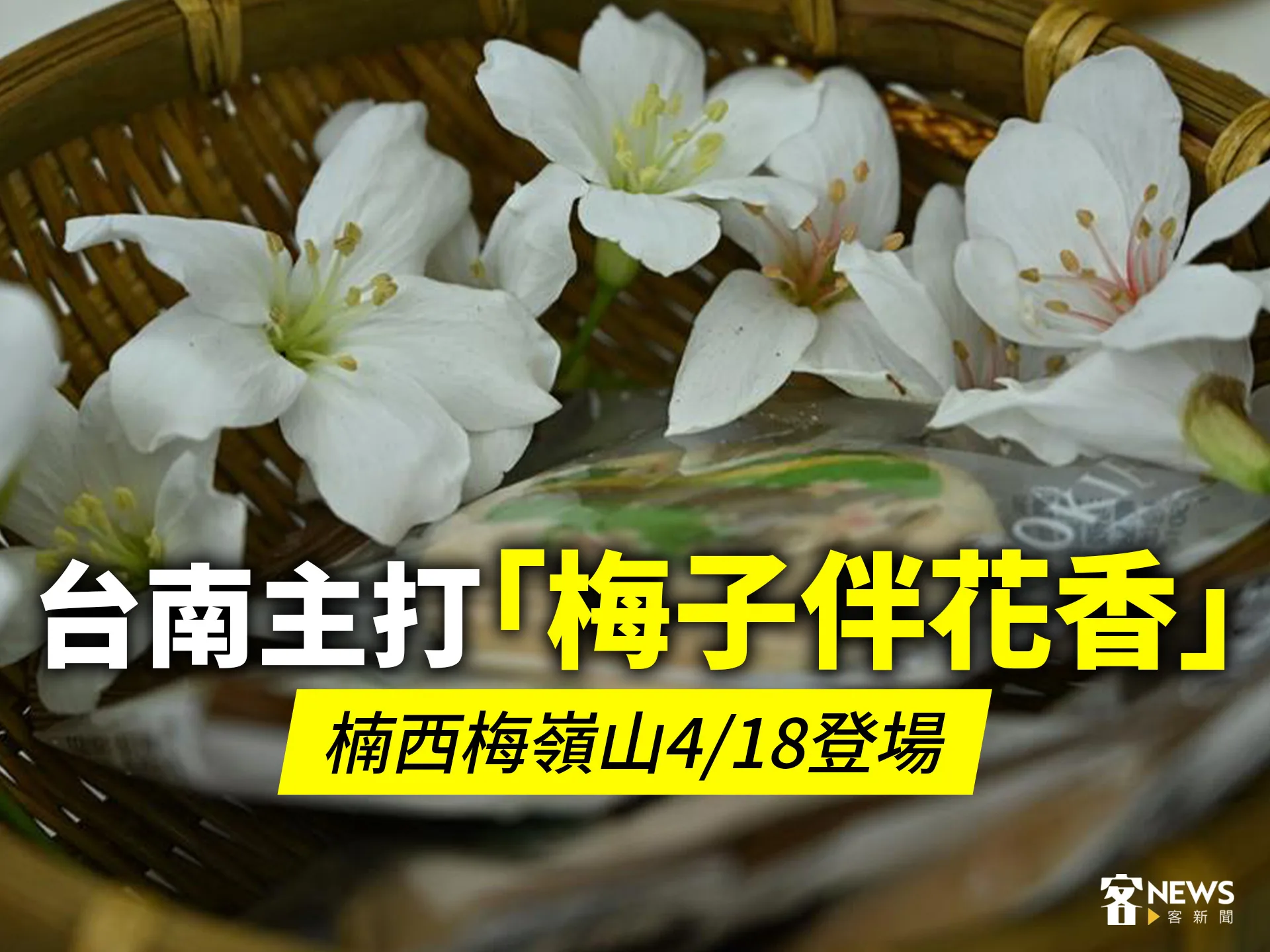 桐花祭／台南主打「梅子伴花香」　楠西梅嶺山4／18登場