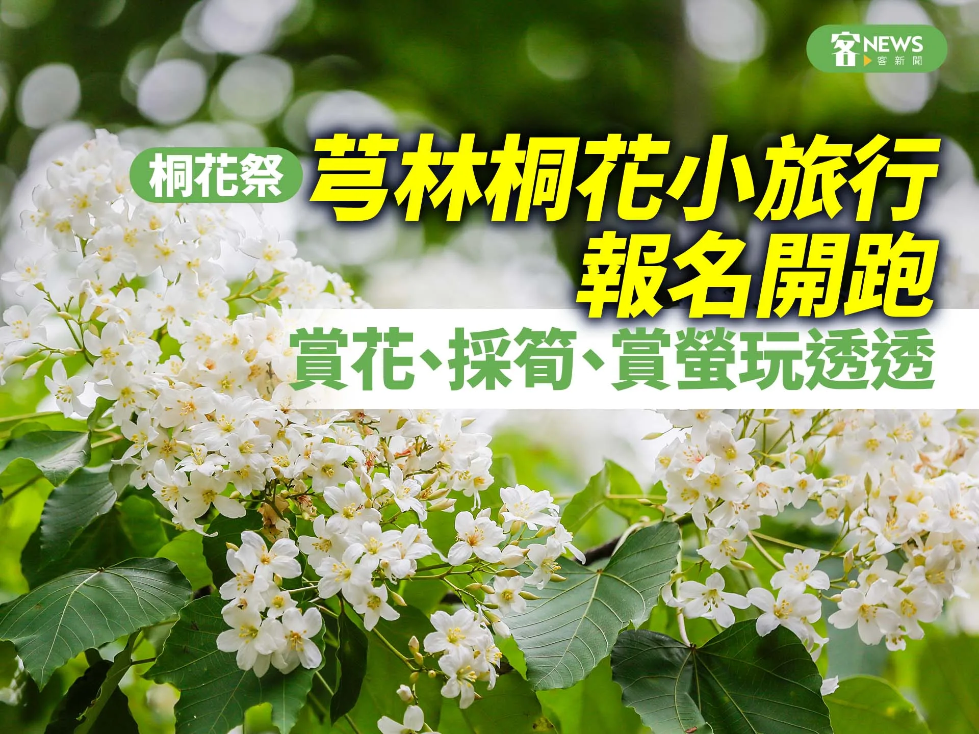 桐花祭／芎林桐花小旅行報名開跑　賞花、採筍、賞螢玩透透