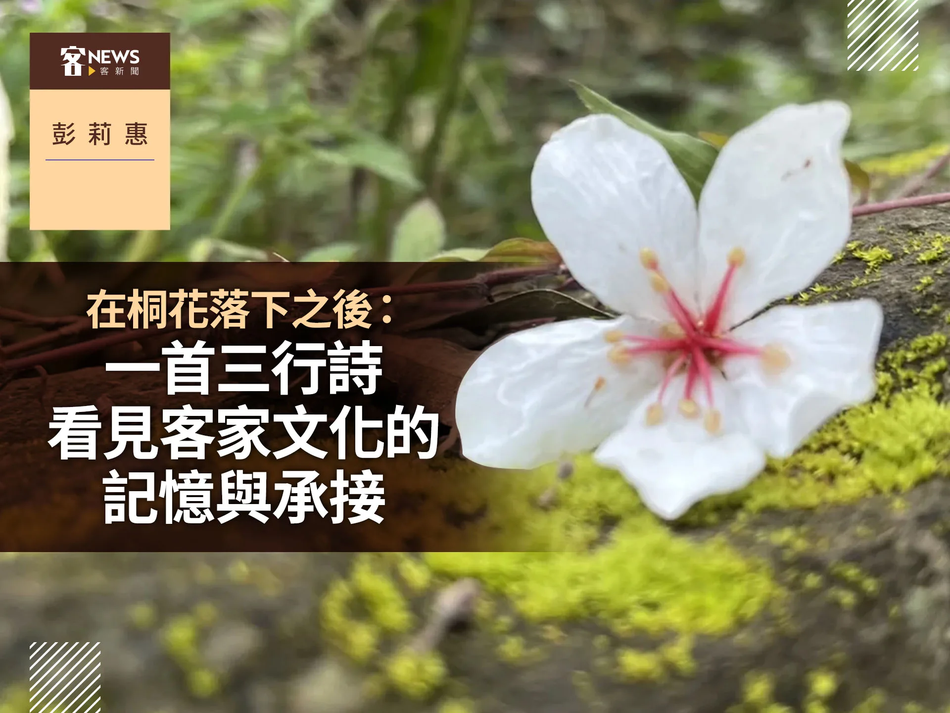 彭莉惠／在桐花落下之後：一首三行詩，看見客家文化的記憶與承接