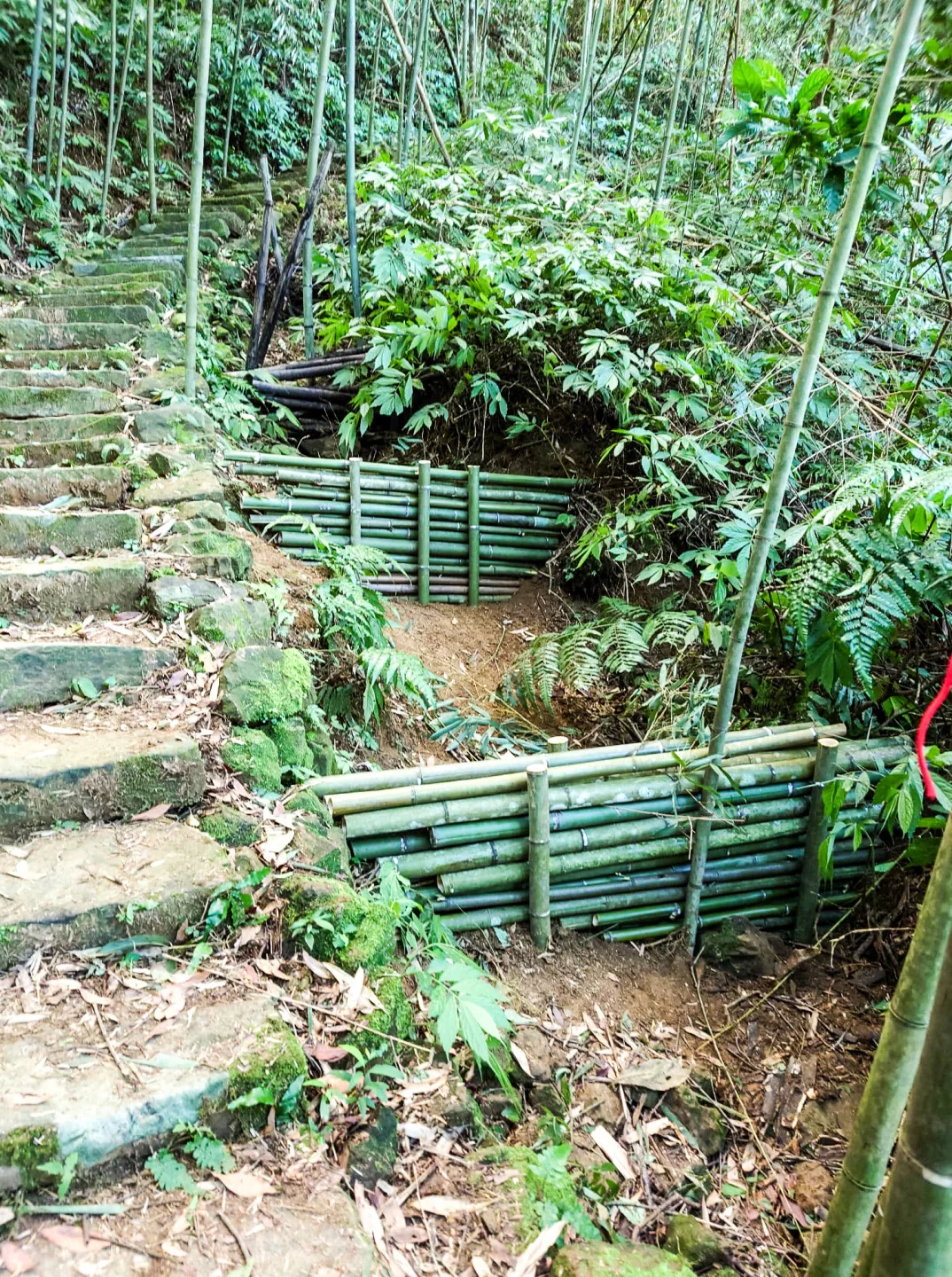 北埔大南坑的千段石階被土石沖刷，就地取村用桂竹舖設防水切割。陳權欣攝