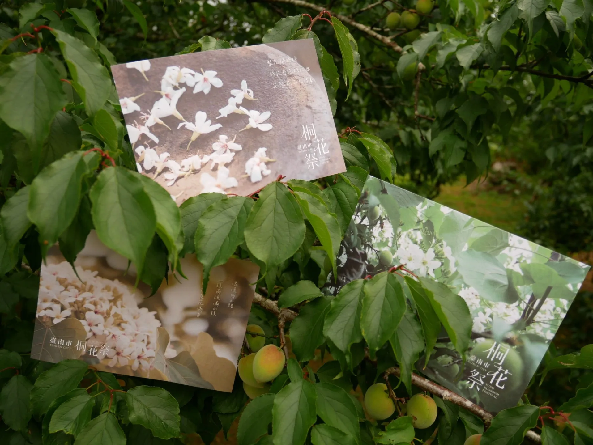 每年3、4月份是臺南梅嶺桐花盛開季節，也是梅子的產季。臺南市客委會提供