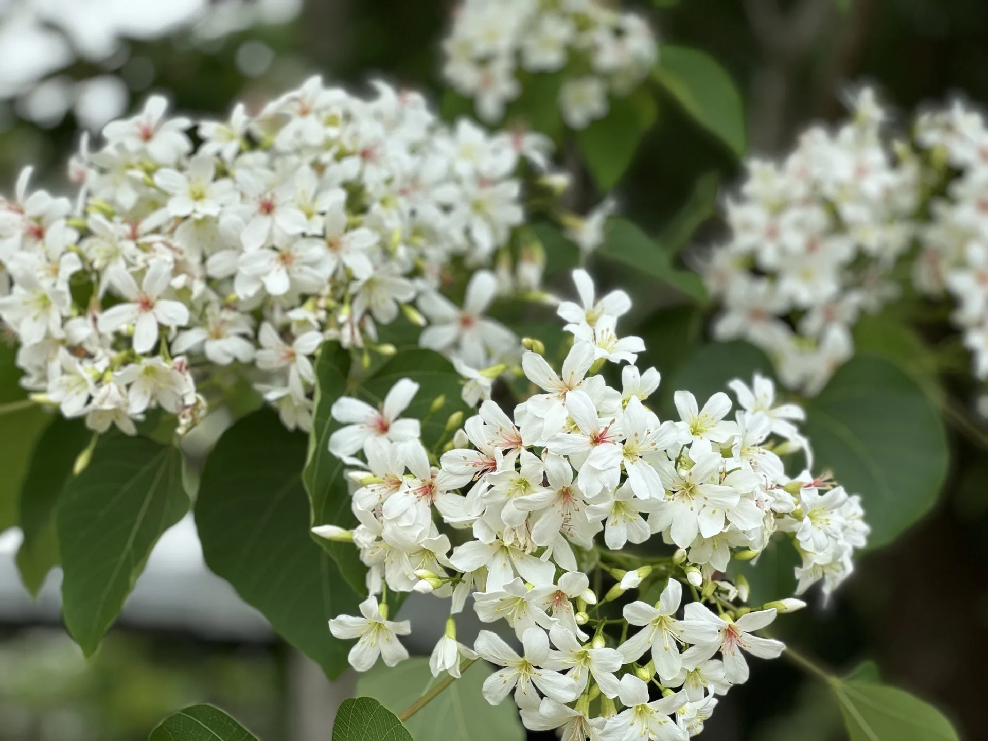 每年3、4月份是臺南梅嶺桐花盛開季節，也是梅子的產季。臺南市客委會提供